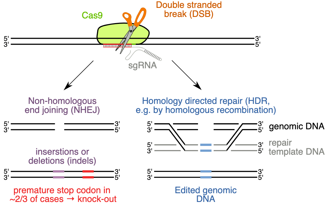 CRISPR 101: Making A Knock-In Cell Line